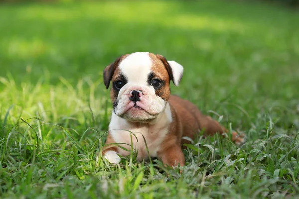 English Bulldog Puppy Enjoy Life Greensward — Stock Photo, Image