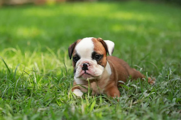 Inglês Bulldog Filhote Cachorro Desfrutar Vida Greensward — Fotografia de Stock