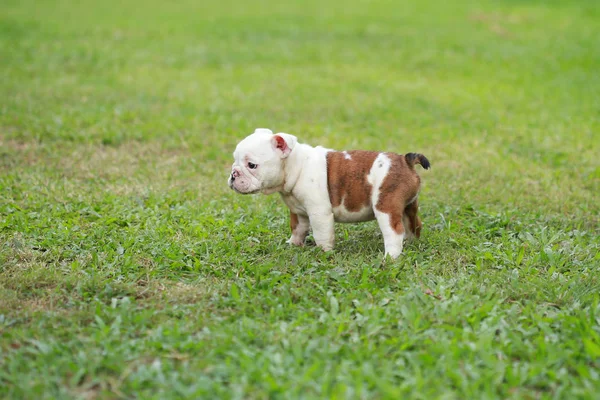 英語ブルドッグ子犬 Greensward での生活をお楽しみください — ストック写真