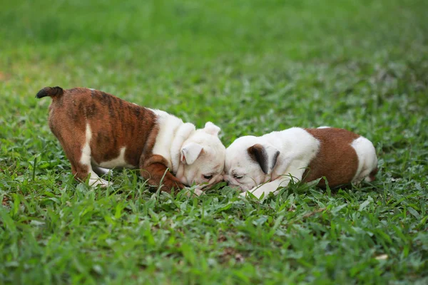 Engels Bulldog Pup Genieten Van Het Leven Greensward — Stockfoto