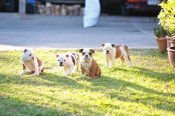 Buldog Francuski Szczeniak Cieszyć Się Życiem Greensward — Zdjęcie stockowe