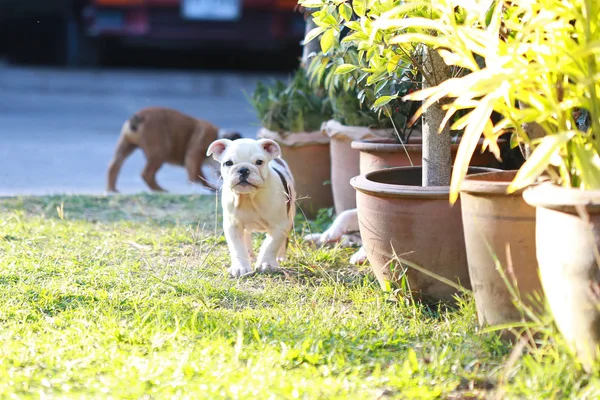 English Bulldog Puppy Enjoy Life Greensward — стоковое фото