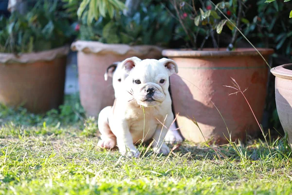 Engelsk Tyrannisera Hundvalp Njuta Livet Greensward — Stockfoto