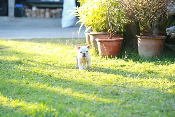 English Bulldog Puppy Enjoy Life Greensward — стоковое фото