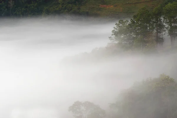 Niebla Bosque Lluvioso — Foto de Stock