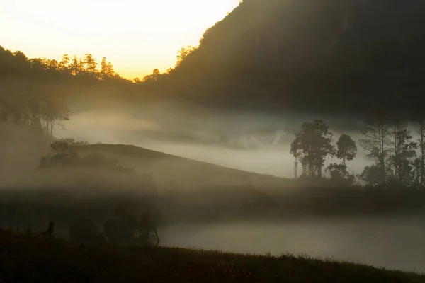 Niebla Bosque Lluvioso — Foto de Stock