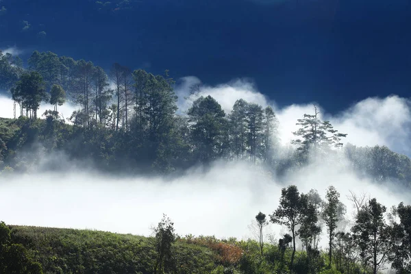 Niebla Bosque Lluvioso — Foto de Stock