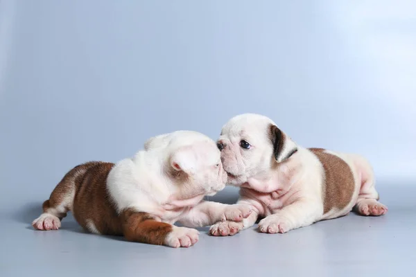 Safkan Ngiliz Bulldog Köpek Yavrusu Gri Ekran Üzerinde Telifsiz Stok Imajlar