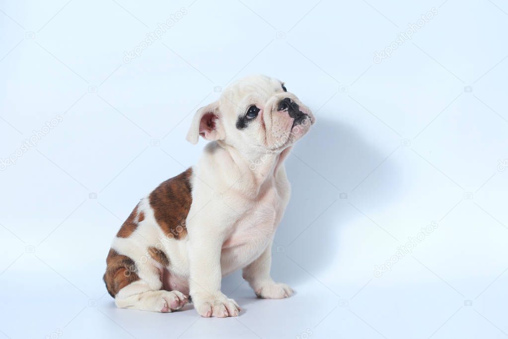 purebred English Bulldog puppy action on white screen