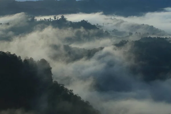 Niebla Bosque Lluvioso — Foto de Stock