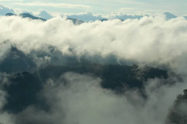 Niebla Bosque Lluvioso — Foto de Stock