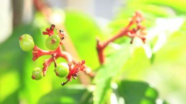 çiçek üzerinde hareket karınca