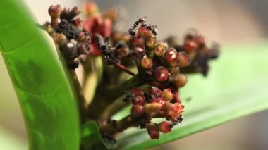 çiçek üzerinde hareket karınca