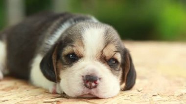 2 hafta saf ırk beagle köpek yavrusu doğal yeşil arka plan üzerinde arıyor