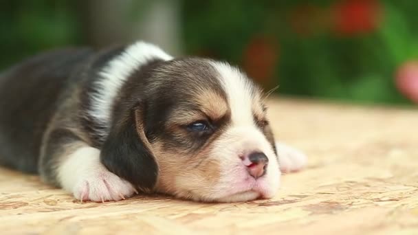 Semanas Pura Raza Beagle Cachorro Está Buscando Fondo Verde Natural — Vídeo de stock