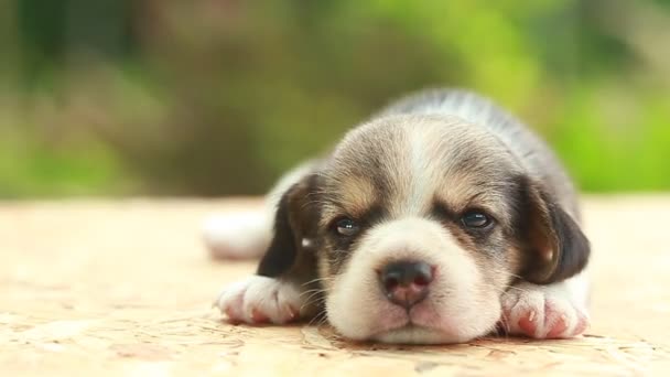 Wochen Reinrassiger Beagle Welpe Sieht Auf Naturgrünem Hintergrund — Stockvideo