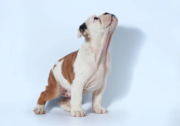 Reinrassige Englische Bulldogge Welpen Action Auf Weissem Bildschirm Sitzen Braun Stock Photo 179148912
