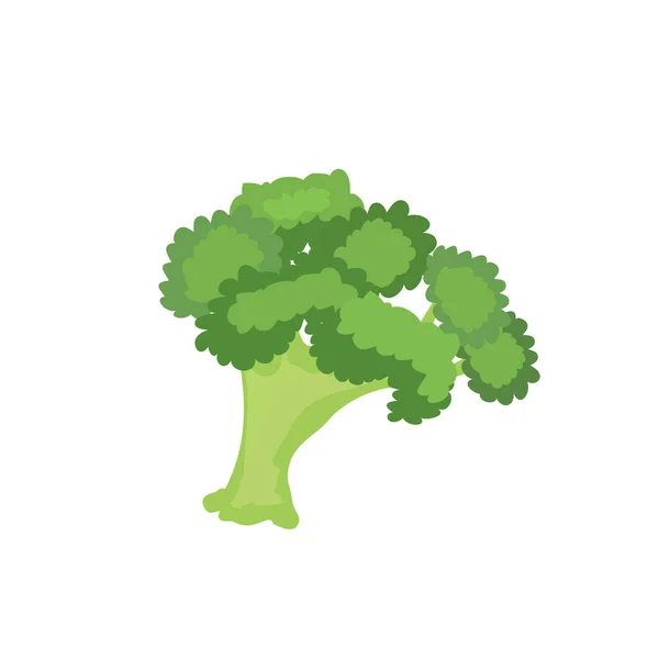 Broccoli Freschi Icona Della Natura Vegetale Sfondo Bianco Illustrazione Vettoriale — Vettoriale Stock