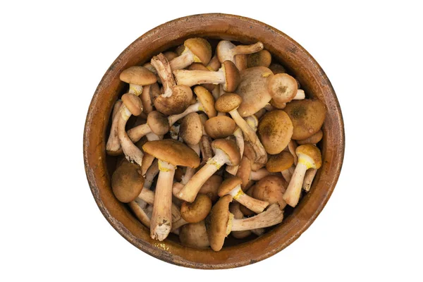 Wild mushrooms in an old clay bowl. — Stock Photo, Image