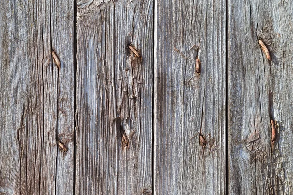 Grey old rotten boards with rusty nails.