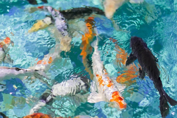 Абстракция с размытым фоном цветной рыбы в пруду . — стоковое фото