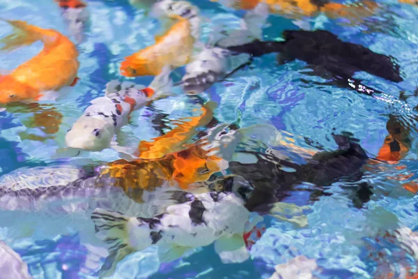 Abstraction of a beautiful fish background in clear water. — Stock Photo, Image