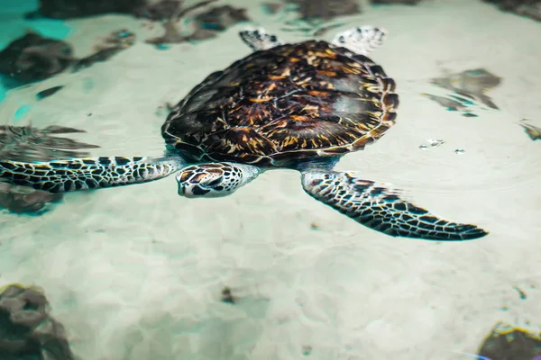 Big beautiful sea turtle in the clear water.