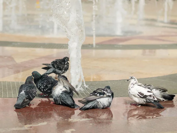Bir sürü şehir fıskiyede banyo güvercin.