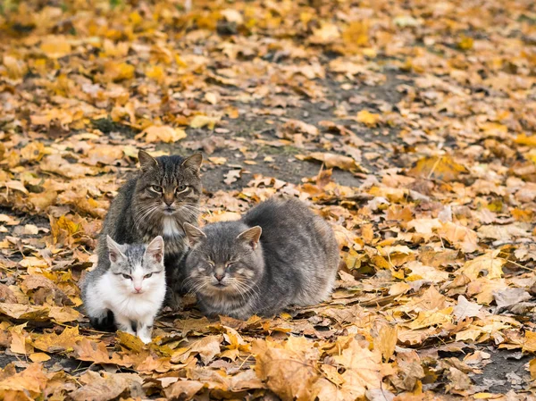 Three cats keep each other warm in autumn Park. — Stock Photo, Image