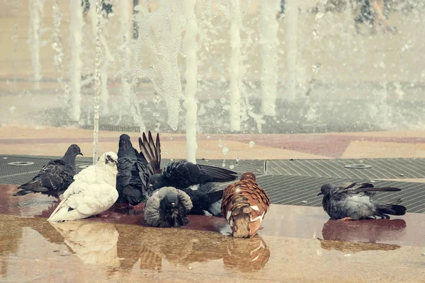 One white dove and some normal swimming in a city fountain. — Stock Photo, Image