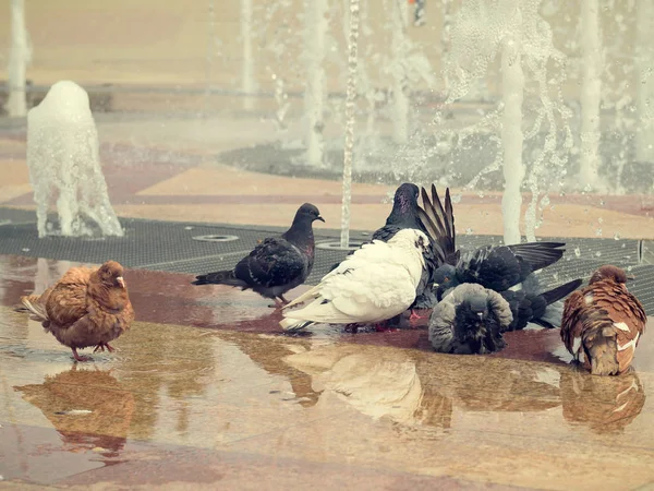 Brown pigeon stands apart from his pack at the city fountain. — Stock Photo, Image