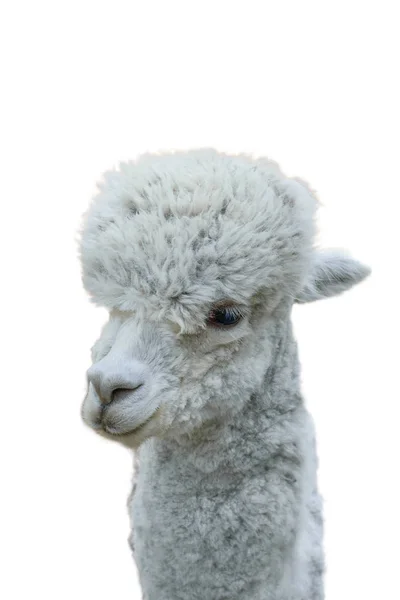 Cabeça de uma bela Alpaca cinzenta isolada sobre um fundo branco . — Fotografia de Stock