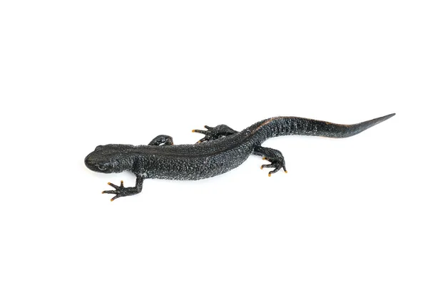 Een kruipende kromming zwarte salamander geïsoleerd op een witte achtergrond. Het uitzicht vanaf de top. — Stockfoto