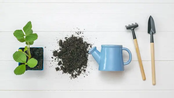 A potted plant and a tool for cultivating the soil on a white wooden background. — Stock Photo, Image