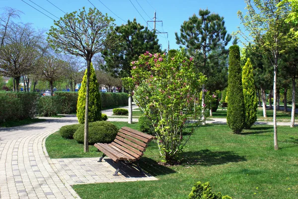 Paisagem Parque Cidade Árvores Estão Flor Cidade Krasnodar Abril 2019 — Fotografia de Stock