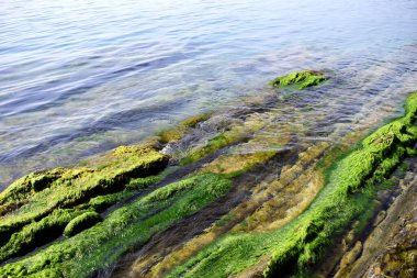 Uçurumun dibindeki Karadeniz kıyısındaki yosunlar. Yosun manzarası çok güzel. Temiz su.