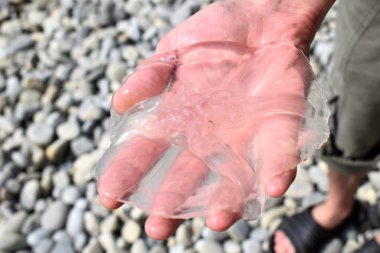 Bir adamın elinde şeffaf bir denizanası. Sığ kıyılara yüzen hayvanların kurtarılması.