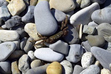 Tehlikeyi hisseden yengeç bir kayanın altına saklanır. Güneşli bir günde, yengeç ısınmak için kayaların üzerinde sürünür. Karadeniz kıyısı.