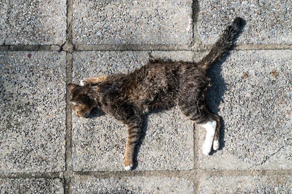 Dead cat on walkway — Stock Photo, Image