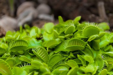 Küçük yeşil sinekkapan yığın closeup çekim