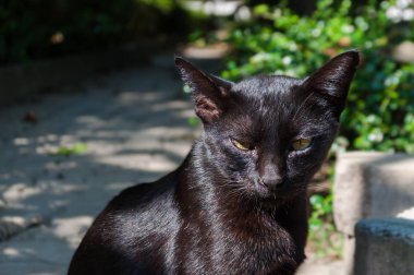 Terk edilmiş azman siyah kedi güneş ışığı altında