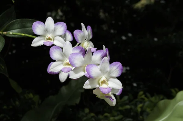 Dendrobium genre orchidée fleurs avec fond de jardin vert foncé — Photo