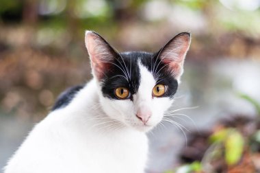 Kedi açmak ve kameraya bak