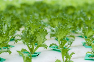 Genç marul büyüme hydroponics sistemi