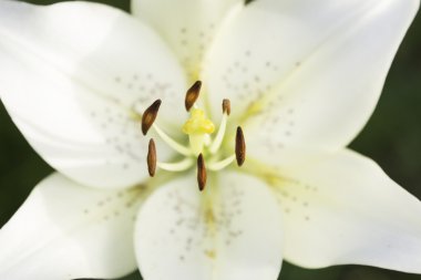 Güzel Beyaz lilyum çiçek - yeşil arka plan