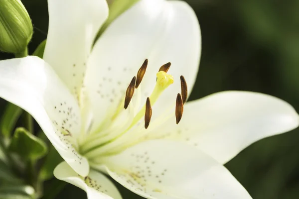 Mooie witte lelies bloeide - groene achtergrond — Stockfoto