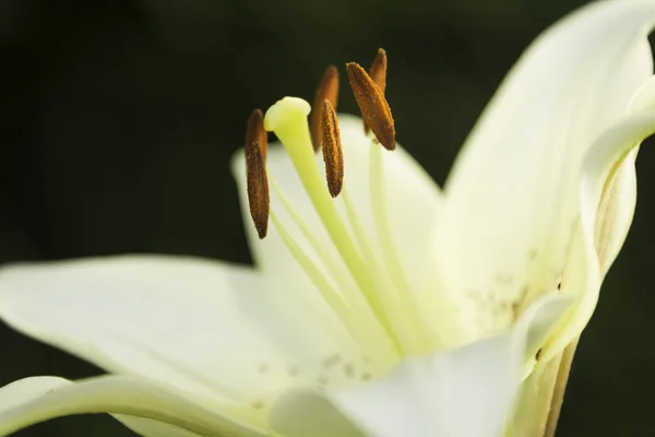 Hermosos lirios blancos florecieron - de fondo verde — Foto de Stock