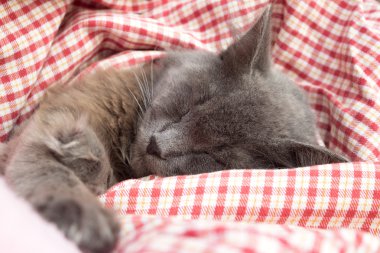 Gray kitten sleeping sweetly on back, stretched out paw clipart