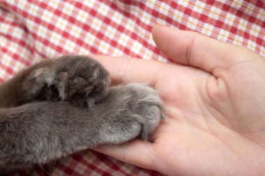 Kabarık Gri kedi kadın'ın avucunda, el paws