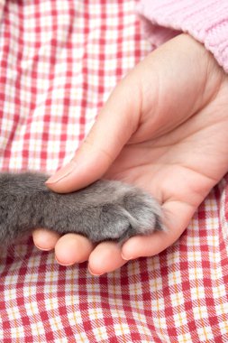 Kabarık Gri kedi pençe içinde kadınların palmiye, el